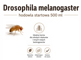 Drosophila melanogaster - muszka owocowa nielotna