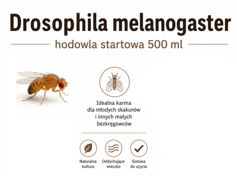 Drosophila melanogaster - muszka owocowa nielotna