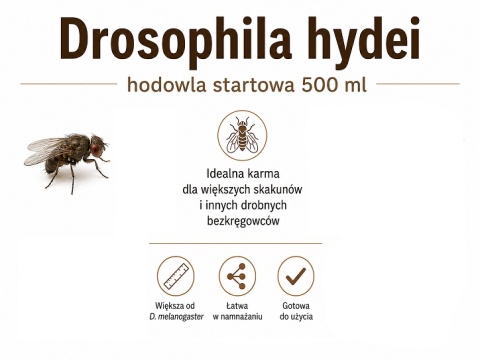 Drosophila hydei - muszka owocowa nielotna