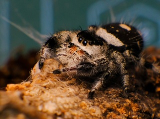 Phidippus Regius "Bahama"