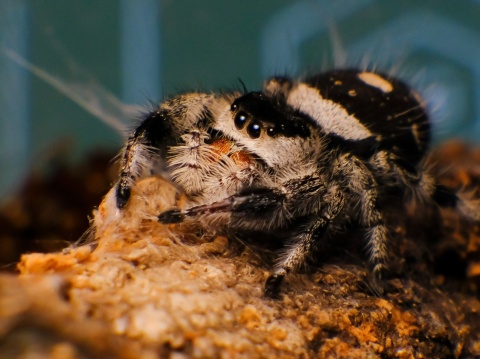 Phidippus Regius "Bahama"