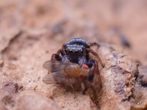 Phihippus regius L2/3