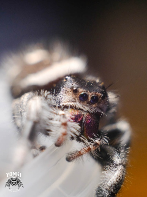 Phidippus regius BAHAMA