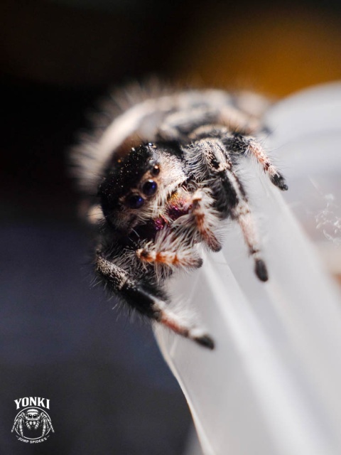Phidippus regius BAHAMA