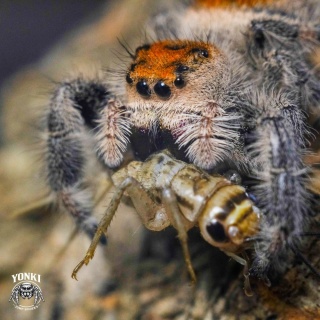Skakun Phidippus regius HENDRY COUNTY L4/5
