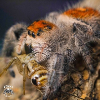 Skakun Phidippus regius HENDRY COUNTY L4/5