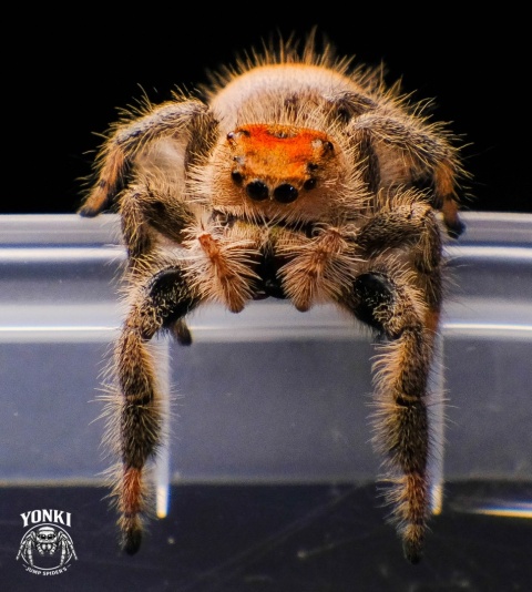 Phidippus regius Hendry County
