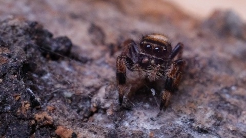 Skakun Phidippus regius HENDRY COUNTY L4/5