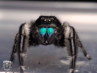 Skakun Phidippus regius HENDRY COUNTY L6 SAMIEC