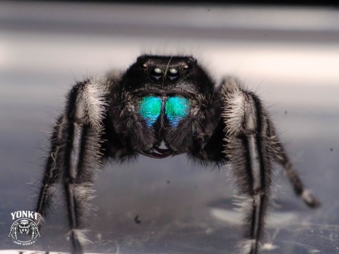 Skakun Phidippus regius HENDRY COUNTY L6 SAMIEC